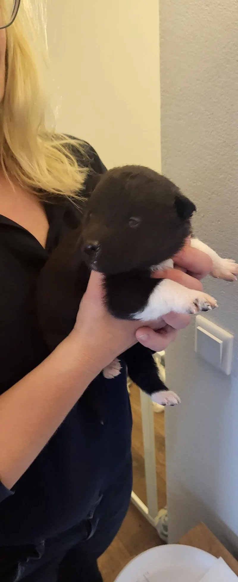 Ares aus dem A-Wurf