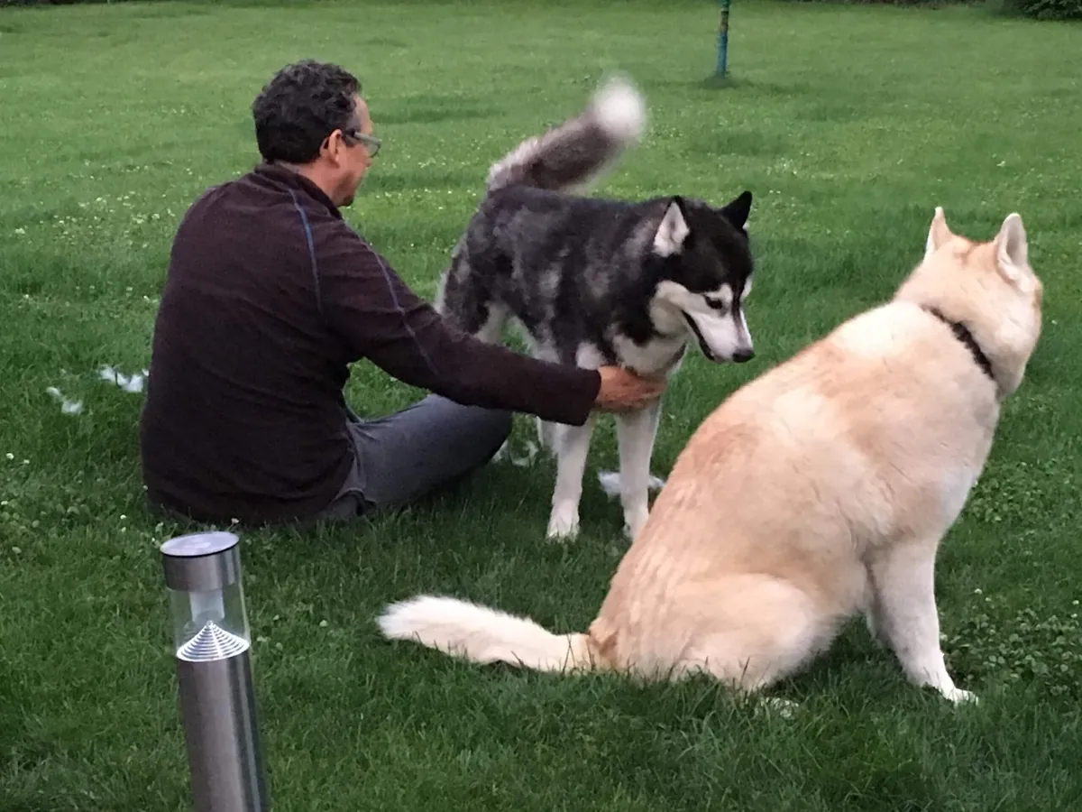Unsere Huskys Forrest und Junior im Garten